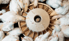 Black Soldier Fly Transforms Poultry Farming in Olrongai – Farming First