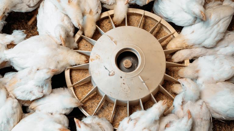 Read more about the article Black Soldier Fly Transforms Poultry Farming in Olrongai – Farming First
