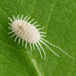 how-to-control-mealybugs-in-greenhouses-and-nurseries
