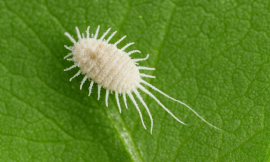 How to Control Mealybugs in Greenhouses and Nurseries