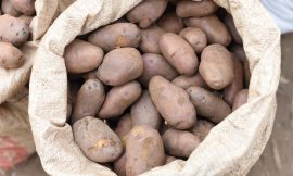 A Coordinated Response to Combat Devastating Potato Pest – Farming First