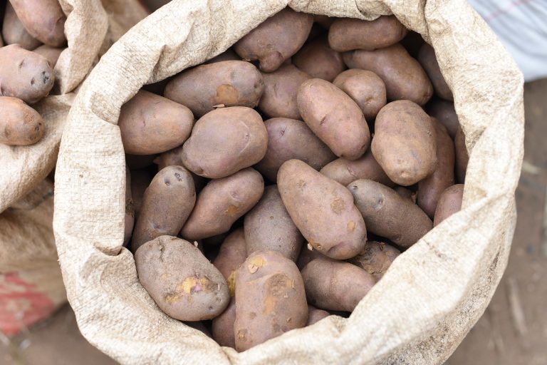 Read more about the article A Coordinated Response to Combat Devastating Potato Pest – Farming First