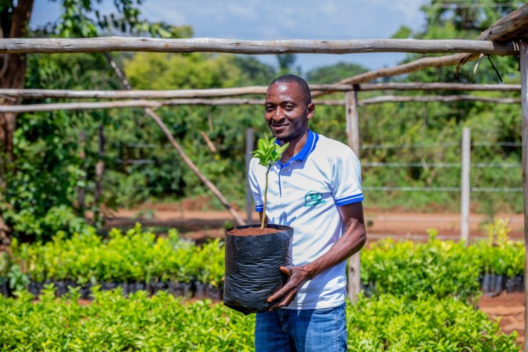 Read more about the article Tree Planting Drives Climate Action and Rural Jobs in Kenya – Farming First