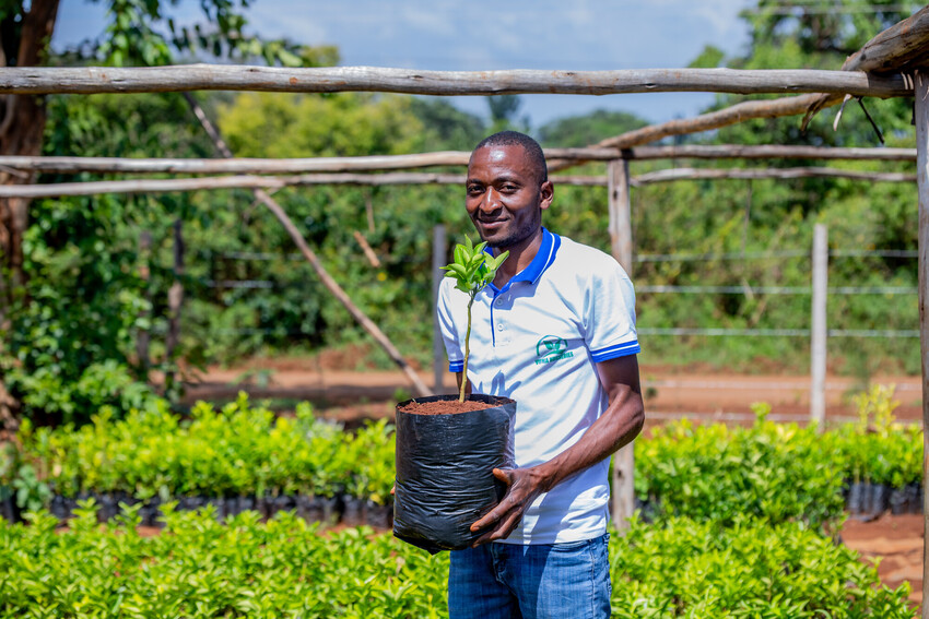 tree-planting-drives-climate-action-and-rural-jobs-in-kenya-–-farming-first