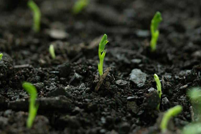 Read more about the article A Global Model for Regenerative Agriculture Using Soil Microbes – Farming First