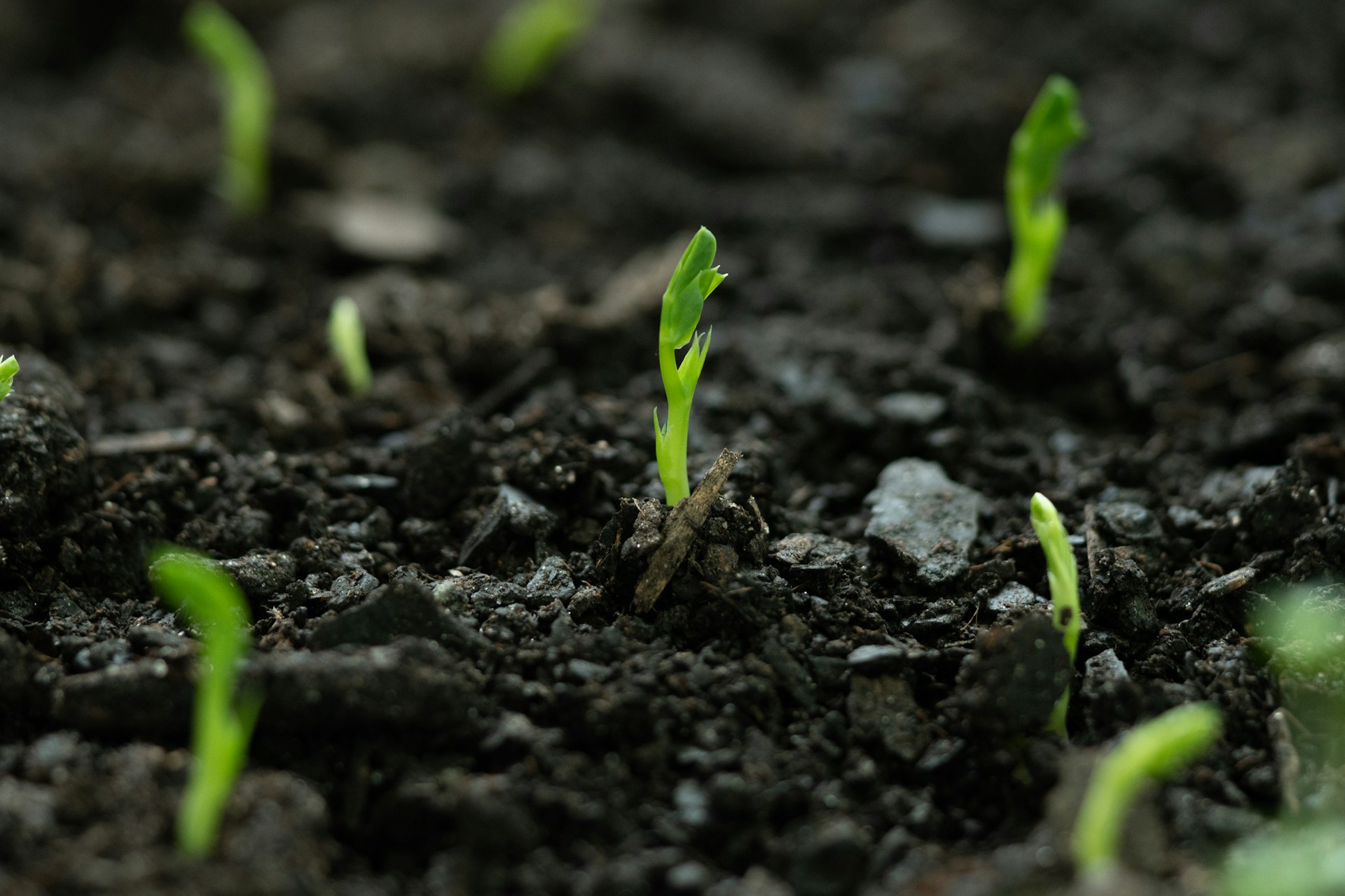 a-global-model-for-regenerative-agriculture-using-soil-microbes-–-farming-first