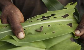 Tackling Pests and Diseases with Early Detection and Surveillance – Farming First