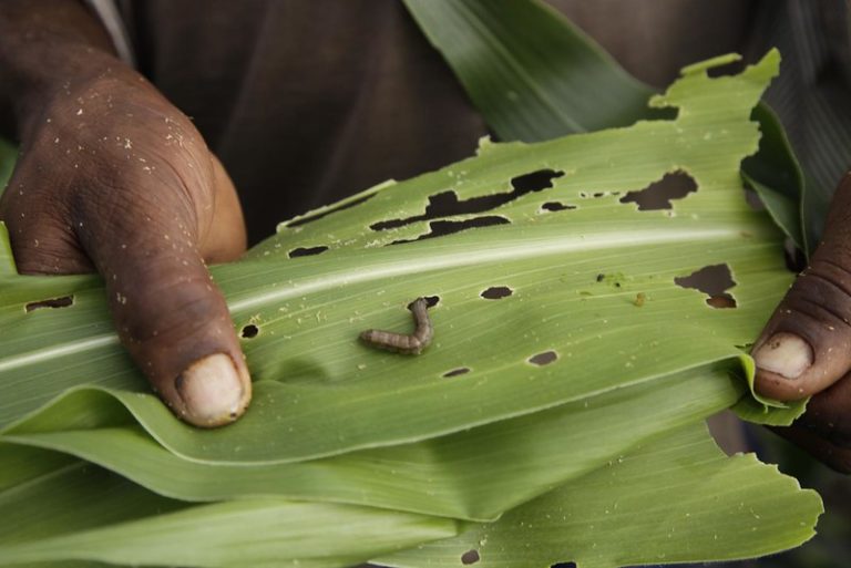 Read more about the article Tackling Pests and Diseases with Early Detection and Surveillance – Farming First