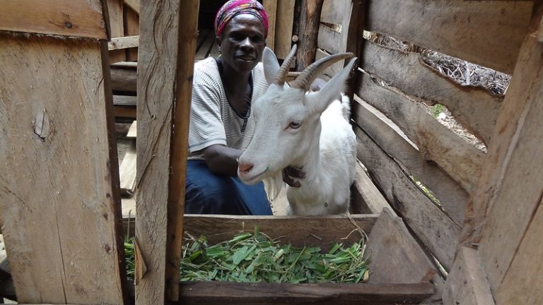 Read more about the article Empowering Smallholder Farmers is Key For Sustainable Livestock – Farming First