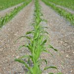 breakthroughs-in-plant-nutrition-–-and-how-to-avoid-snake-oil-–-farming-first