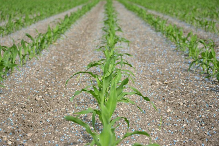 Read more about the article Breakthroughs in plant nutrition – and how to avoid snake oil – Farming First