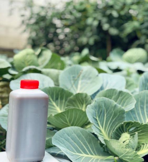 Read more about the article How Integrated Nutrient Management Bridges Sustainable Farming – Farming First