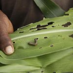 tackling-pests-and-diseases-with-early-detection-and-surveillance-–-farming-first