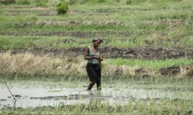 How Women Farmers Advance Food Security and Equality – Farming First