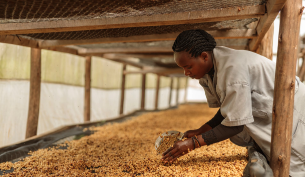 Read more about the article Boosting Agrifood Financing to Transform Africa’s Food Systems – Farming First