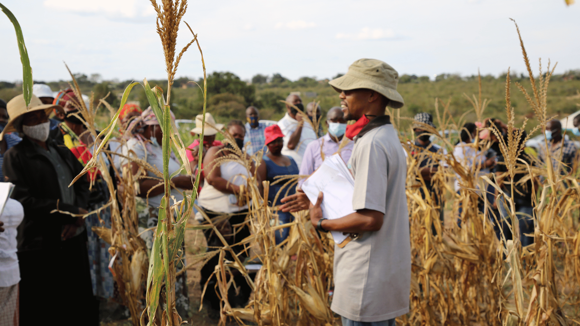 how-africa-can-benefit-from-south-africa’s-success-with-gm-crops-–-farming-first