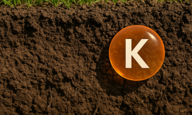 Dynamic Potassium Management in Soils with Variable CEC |