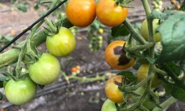 The Calcium Myth Behind Blossom End Rot | Cropaia