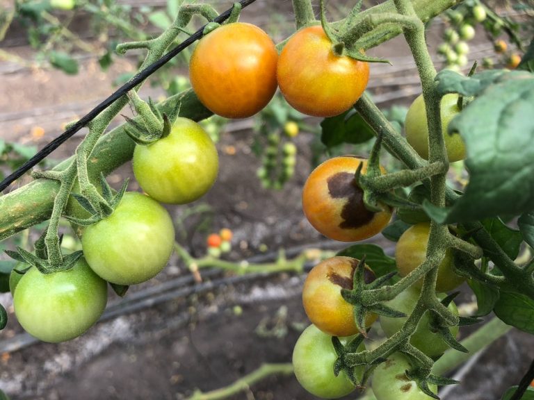 Read more about the article The Calcium Myth Behind Blossom End Rot | Cropaia