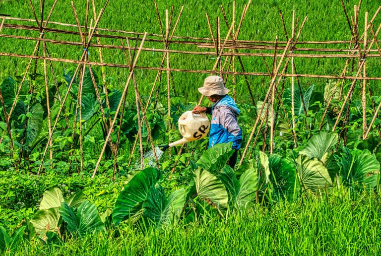 Read more about the article How Indonesia Is Strengthening Agriculture Through Sustainable Pest Management – Farming First